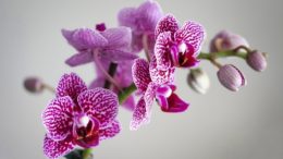 potatura orchidee